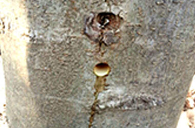 나무 구멍에서 수액이 나옴