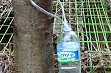 수액을 통에 받음