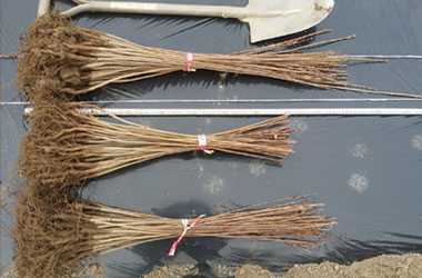 출하전 묘목 모습