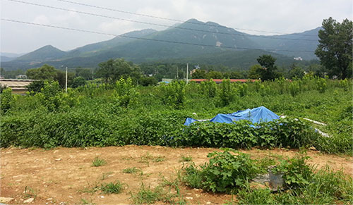 설탕단풍 식재 관경